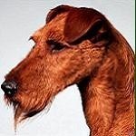 Red Wire Irish terrier